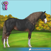 Horse Color:Liver Chestnut 