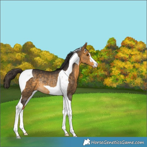 Horse Color:Buckskin Tobiano Rabicano