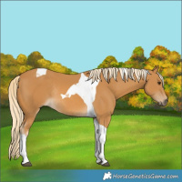 Horse Color:Palomino Tobiano Rabicano 