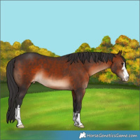 Horse Color:Brown Appaloosa 