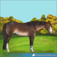 Horse Color:Brown Appaloosa