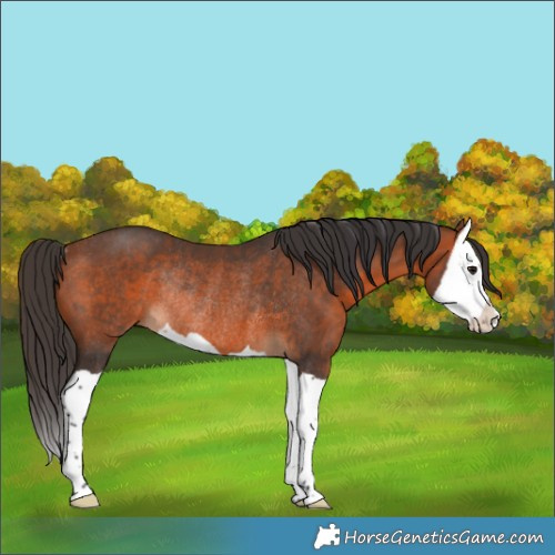 Horse Color:Bay Splash Rabicano 