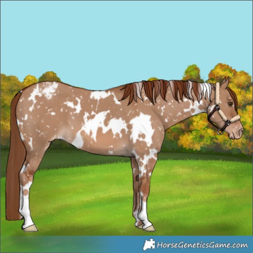 Horse Color:White Spotted Red Dun Appaloosa
