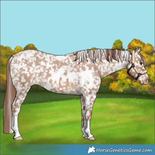 Horse Color:White Spotted Red Dun Snowflake Varnish