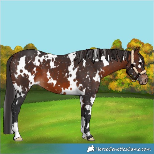 Horse Color:White Spotted Brown Appaloosa
