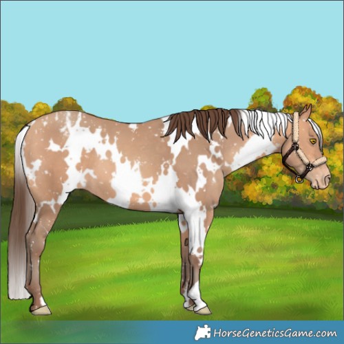Horse Color:White Spotted Amber Champagne Appaloosa