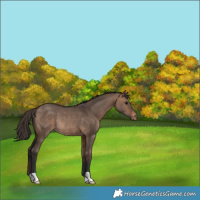 Horse Color:Bay Dun Varnish Rabicano