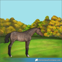 Horse Color:Brown Dun Rabicano 