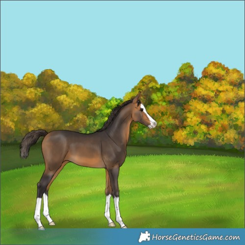 Horse Color:Buckskin Splash 
