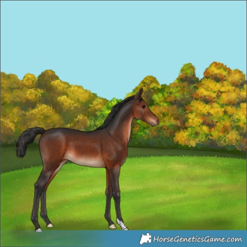 Horse Color:Brown 