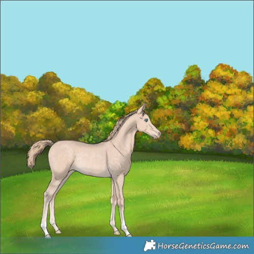 Horse Color:Perlino Rabicano 