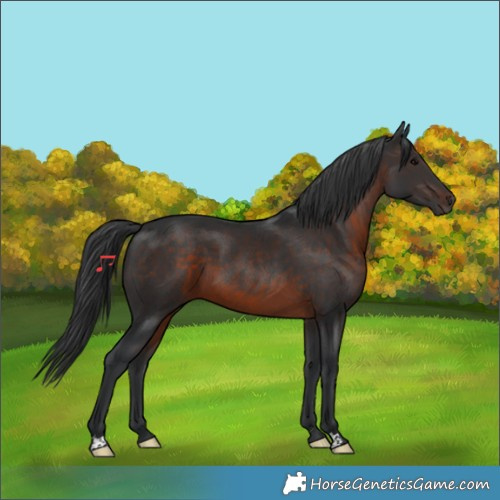 Horse Color:Brown 