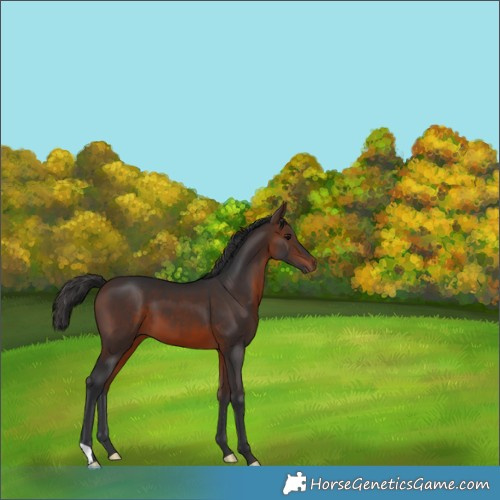Horse Color:Brown 