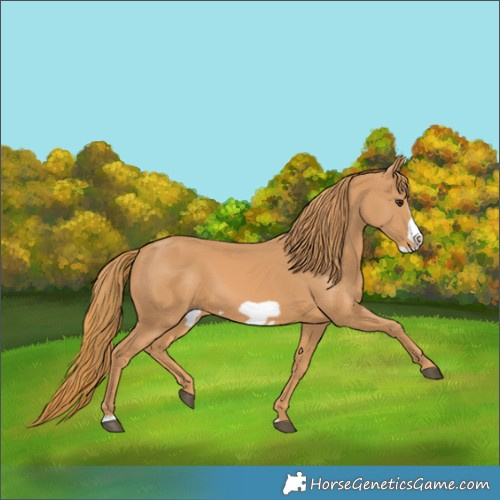 Horse Color:Chestnut Frame