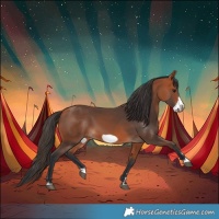 Horse Color:Bay Frame 