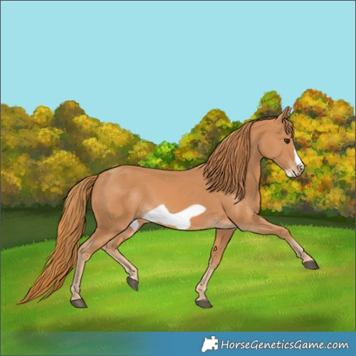 Horse Color:Chestnut Frame 