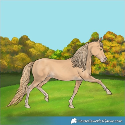 Horse Color:Gold Champagne 