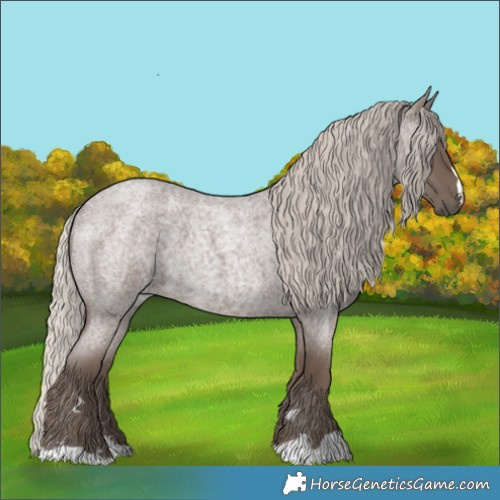 Horse Color:Silver Blue Roan 