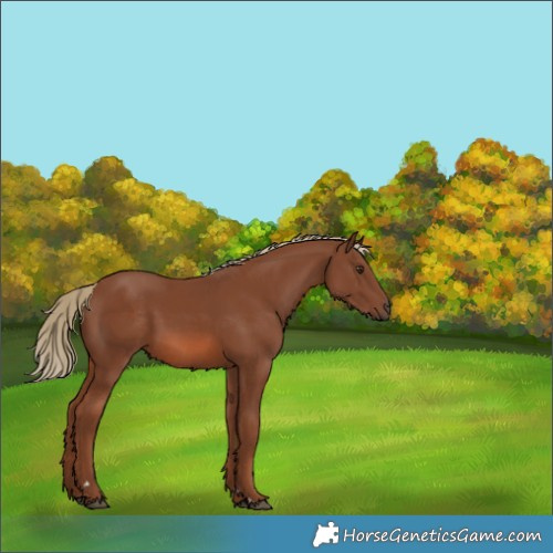 Horse Color:Chestnut 