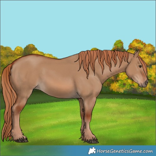 Horse Color:Red Dun 