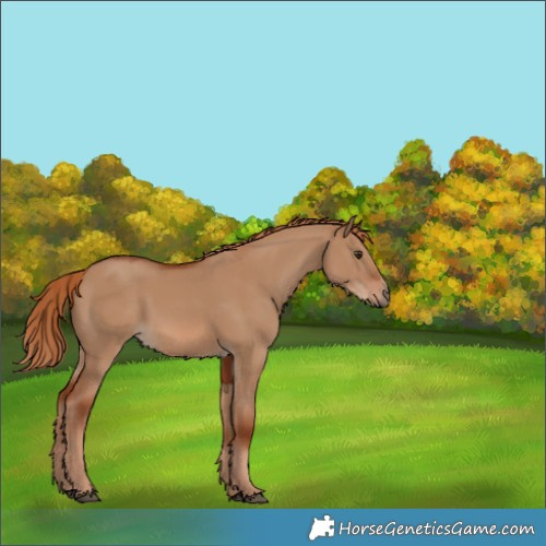 Horse Color:Red Dun 