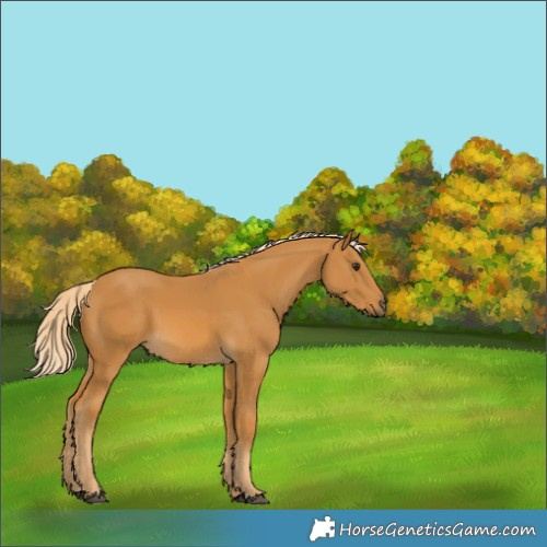 Horse Color:Palomino 