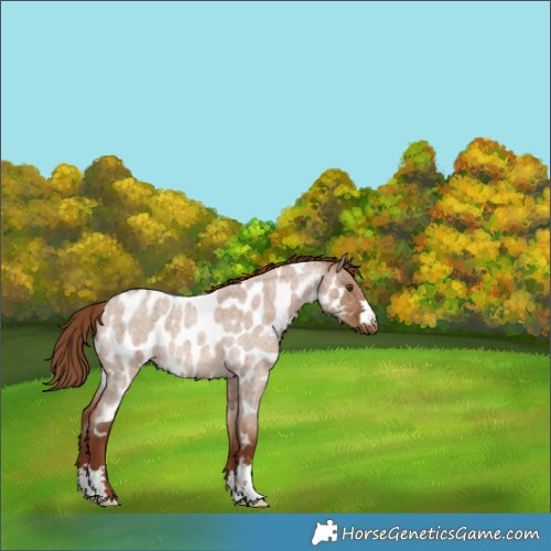 Horse Color:Red Dun Roan Near Leopard Rabicano 