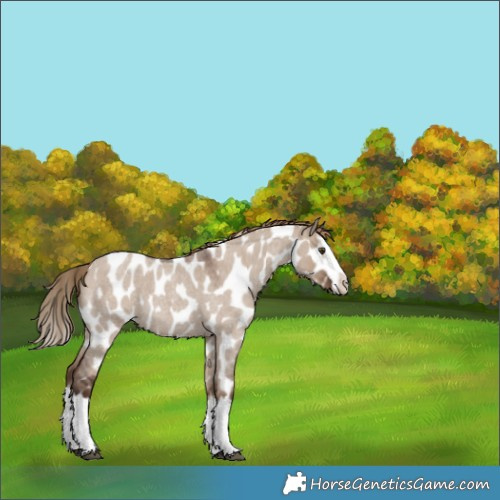 Horse Color:Liver Red Dun Roan Splash Near Leopard 