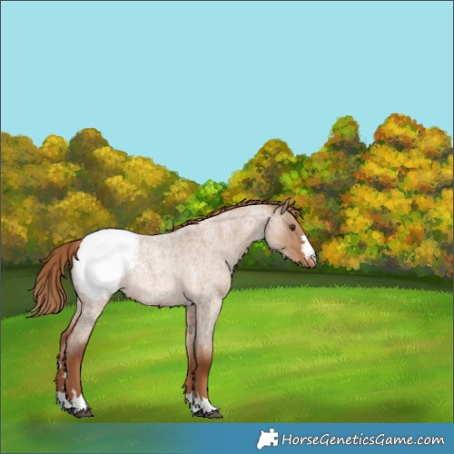 Horse Color:Red Dun Roan Appaloosa Rabicano 