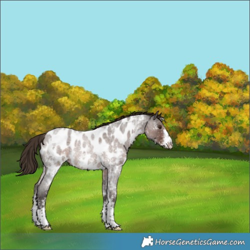 Horse Color:Liver Red Roan Sabino Near Leopard Rabicano 