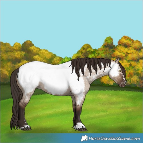 Horse Color:Liver Red Dun Roan Appaloosa 