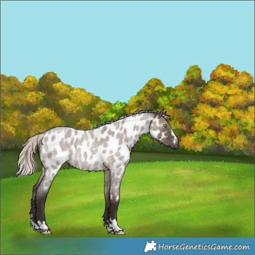 Horse Color:Gray Silver Grullo Roan Near Leopard Rabicano 