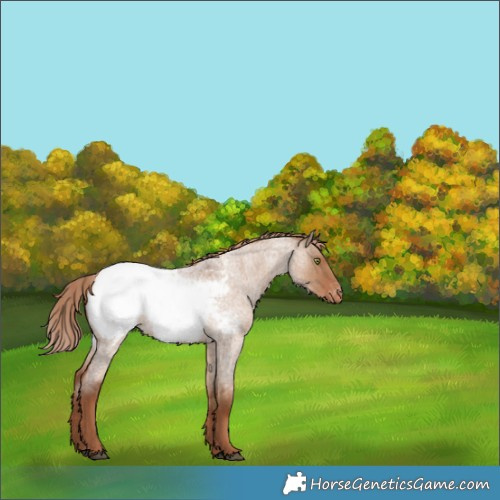 Horse Color:Red Dun Roan Snowcap Rabicano 