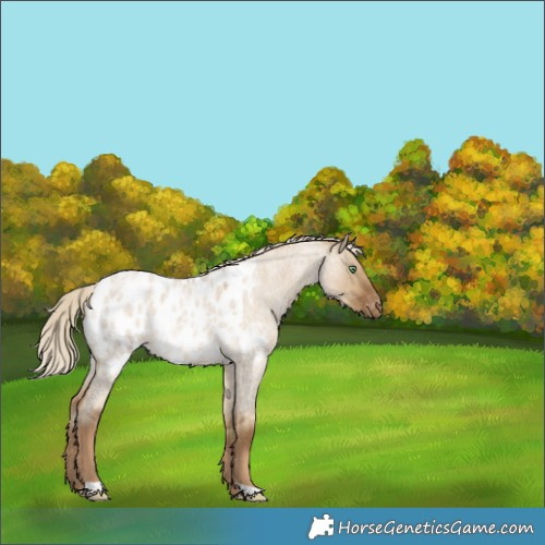 Horse Color:Chocolate Palomino Roan Dun Appaloosa 