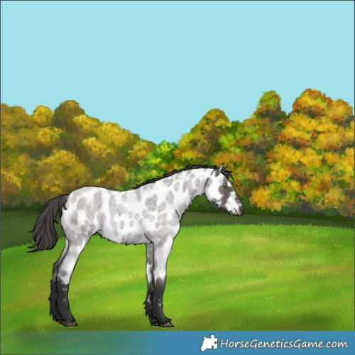Horse Color:Grullo Roan Near Leopard Rabicano 