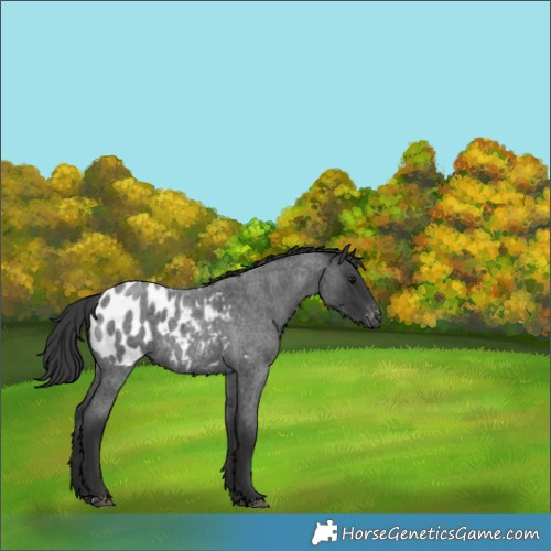 Horse Color:Blue Roan Blanket 