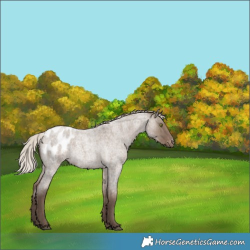 Horse Color:Silver Grullo Roan Appaloosa Rabicano 