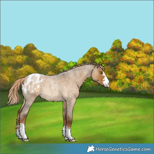 Horse Color:Chocolate Palomino Roan Dun Blanket Rabicano 