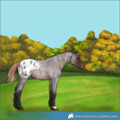 Horse Color:Liver Red Roan Appaloosa 