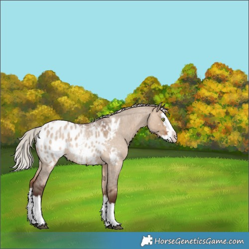 Horse Color:Silver Brown Roan Dun Splash Appaloosa Rabicano