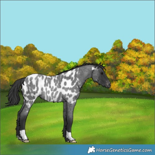 Horse Color:Blue Roan Appaloosa Rabicano