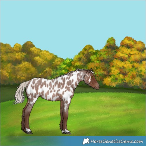 Horse Color:Silver Blue Roan Appaloosa Rabicano