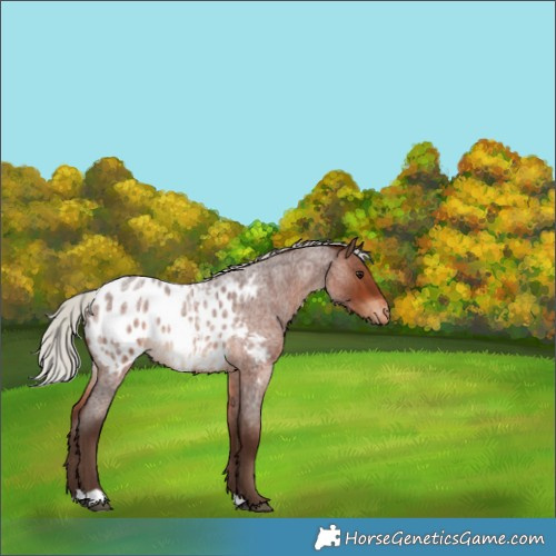 Horse Color:Silver Brown Roan Appaloosa