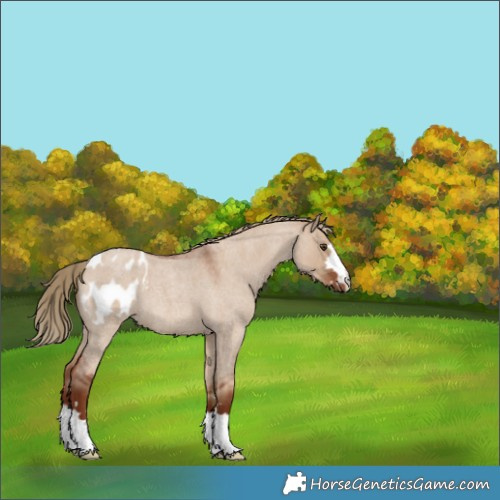Horse Color:Red Dun Roan Blanket 