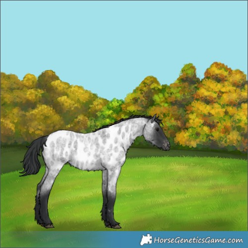 Horse Color:Blue Roan Near Leopard 