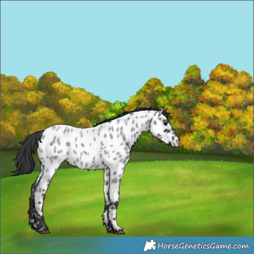 Horse Color:Blue Roan Near Leopard Rabicano 