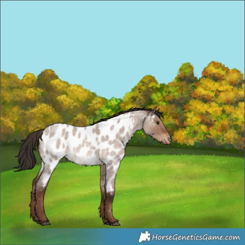 Horse Color:Liver Red Dun Roan Near Leopard 