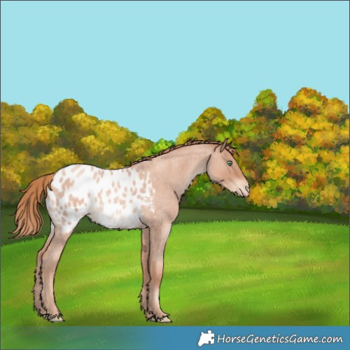 Horse Color:Gold Champagne Roan Blanket Rabicano 
