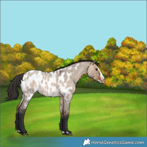 Horse Color:Brown Roan Dun Splash Near Leopard 