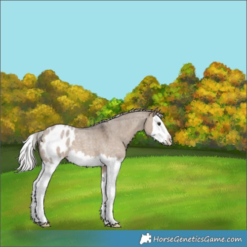 Horse Color:Silver Brown Roan Dun Splash Appaloosa